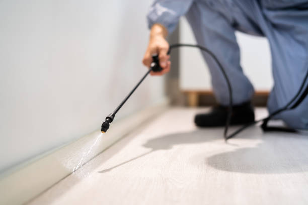 Best Flea Control Services  in Holdenville, OK