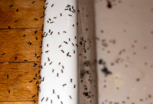 Best Local Pest Control Services  in Holdenville, OK