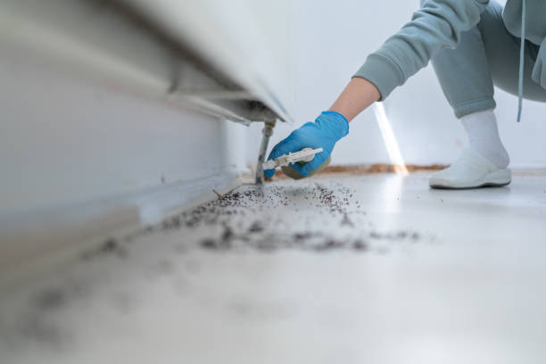 Best Local Pest Control Services  in Holdenville, OK